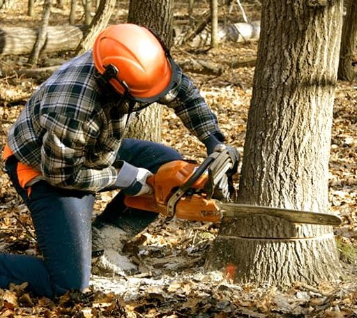 Tree Removal in Milan, IN